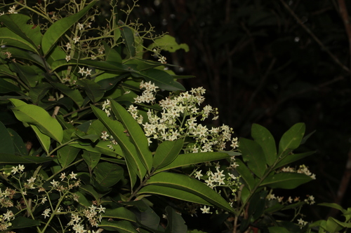 Flindersia bourjotiana, photograph 6
