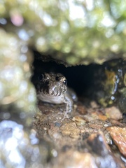 Fejervarya kawamurai