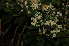 Flindersia bourjotiana