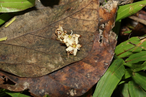 Flindersia bourjotiana, photograph 5