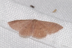 Idaea eugeniata