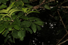 Flindersia bourjotiana