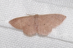 Idaea eugeniata