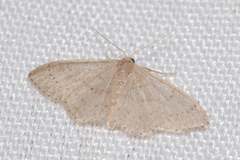 Idaea predotaria
