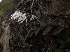 Dendrobium linguiforme