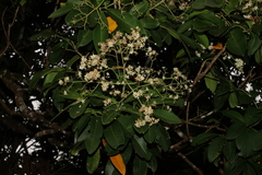 Flindersia bourjotiana