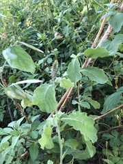 Achyranthes