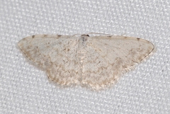 Scopula submutata