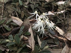 Dendrobium linguiforme