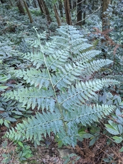 Microlepia nepalensis