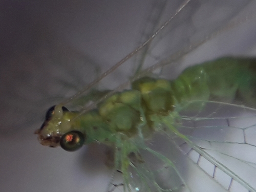 Pseudomallada flavifrons