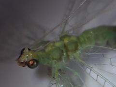 Pseudomallada flavifrons