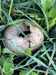 Lycoperdon pratense