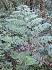 Microlepia nepalensis