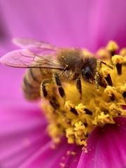 Apis mellifera