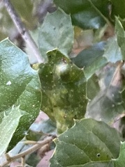 Aceria mackiei
