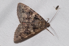 Catocala coniuncta