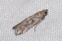 Pempelia palumbella