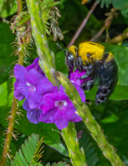 Xylocopa ruficornis