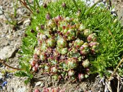 Sempervivum arachnoideum