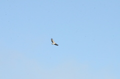 Polemaetus bellicosus