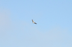 Polemaetus bellicosus