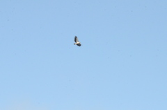 Polemaetus bellicosus