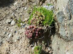 Sempervivum arachnoideum