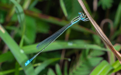 Aciagrion occidentale