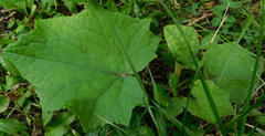 Tussilago farfara