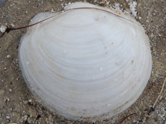 Anodontia alba