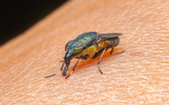 Idiella