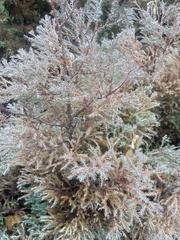 Juniperus foetidissima