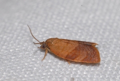 Cacoecimorpha pronubana