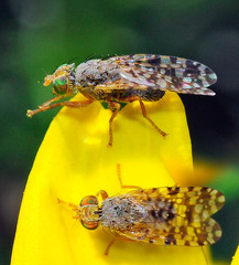 Tephritis nigricauda
