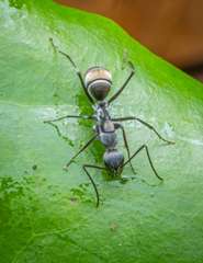 Camponotus parius