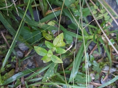 Spermacoce mauritiana