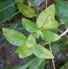 Spermacoce mauritiana