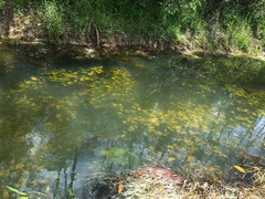 Cryptocoryne cordata
