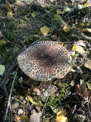 Echinoderma
