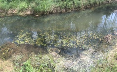 Cryptocoryne cordata