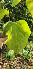 Catalpa bignonioides
