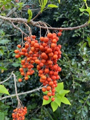 Idesia polycarpa
