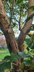 Catalpa bignonioides