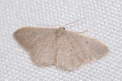 Idaea predotaria