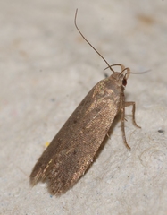Telphusa cistiflorella