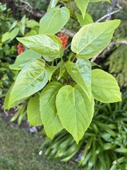 Idesia polycarpa