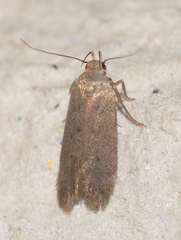 Telphusa cistiflorella