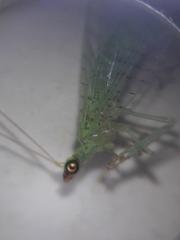 Pseudomallada flavifrons