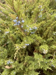 Juniperus
